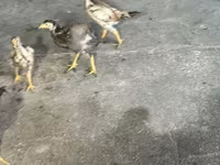Chickens — عکس 1