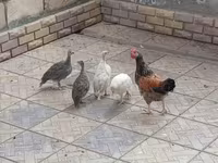 Chickens — عکس 1