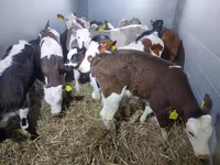 Toro, Simmental cattle — foto 2