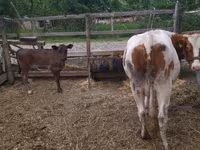 Vacă, Swiss cattle — foto 3