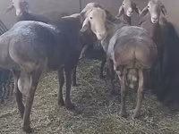 Bélier, Arashan sheep — photo 8