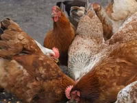 Chickens — รูปภาพ 1