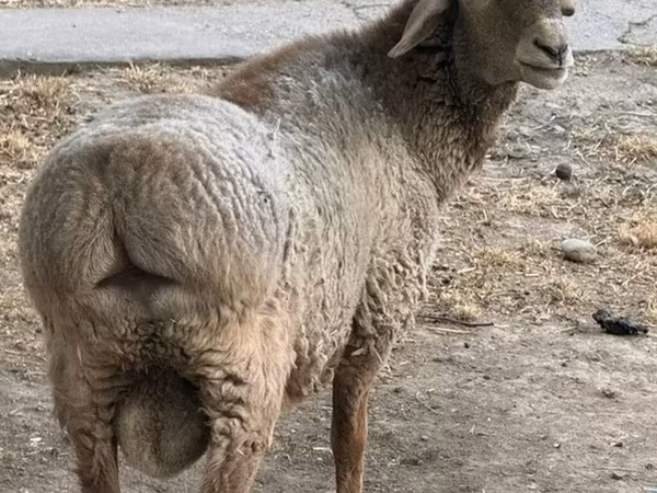 Wad, Sheep