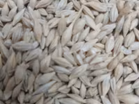 Уроондук арпа (Ячмень) сатылат НУТАНС 2-репродукция всхожость 95% — foto 2