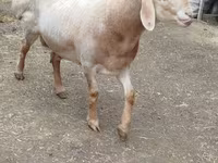 Montone, Arashan sheep — foto 2
