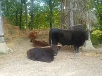 گاو نر, Highland — عکس 8