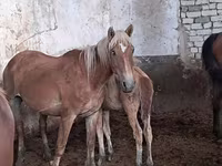 Koń, Kazakh horse — zdjęcie 3