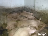 Svin (parti, køn ikke angivet), Grise — foto 1