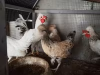 Chickens — 2-сурет