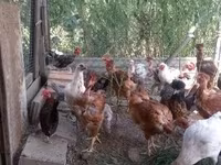 Chickens — تصویر 1