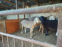 Berbec, Arashan sheep — foto 6