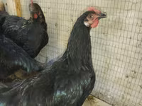 Chickens — photo 2