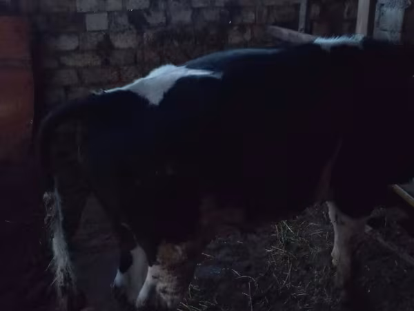 Tyre, Russian Black pied cattle