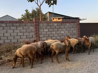 میش, گوسفند — عکس 2
