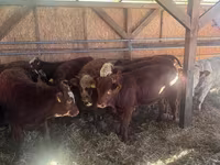 Dibi, Cattle — sawirka 4