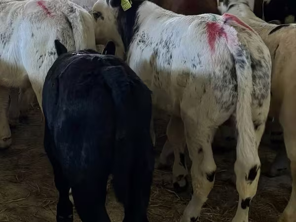 Bull, Cattle — Poland