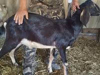 Ямаа, Nubian Goat — 6 зураг