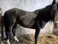اسب نر, Kazakh horse — عکس 2