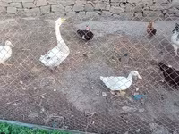 Geese — عکس 1