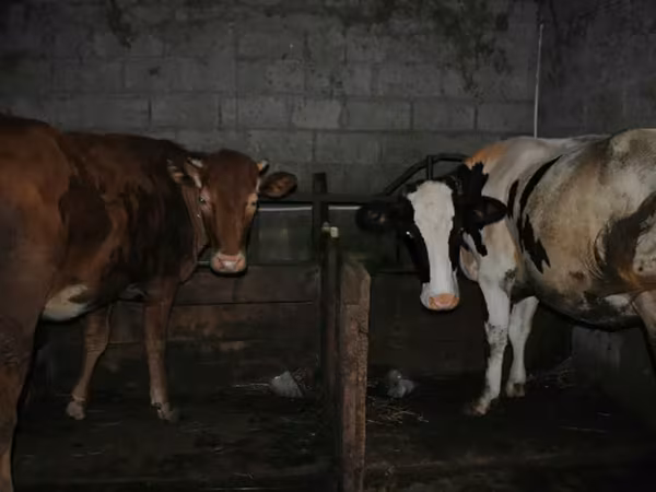 Lembu ternakan (lot, jantina tidak dinyatakan), Cattle