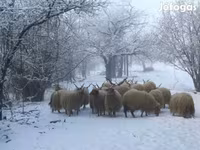 میش, Racka sheep — عکس 2