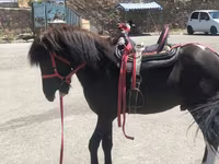 Hingst, Shetland Pony — foto 4
