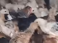 Լայն կուրծք ունեցող սպիտակ — լուսանկար 1