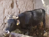گاو نر, گاو — عکس 4
