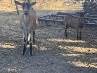بز نر, بز — عکس 1