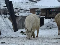 Koza, Saanen goat — foto 2