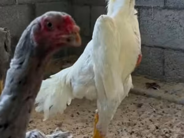 Chickens — Kyrgyzstan