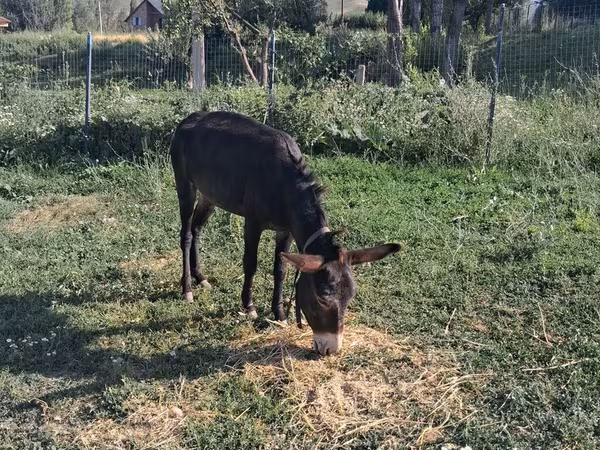Horse (M), Horses — Kyrgyzstan