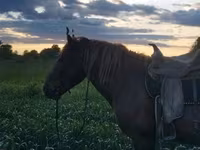 Pastuv, Коњи — fotografija 1