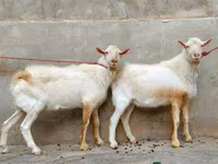 Keçi, Saanen goat — foto 4
