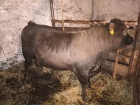 گاو نر, Charolais cattle — عکس 4