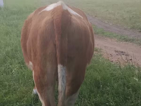 گاو ماده, Simmental cattle