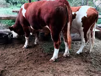 گاو نر, Simmental cattle — عکس 4