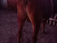 گاو ماده, Latvian Blue cattle — عکس 3