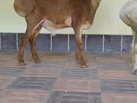 قوچ, Edilbay sheep — عکس 4