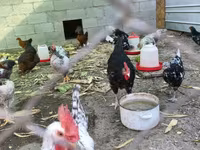 Australorp — foto 4