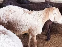 Ido, Sheep — sawirka 2