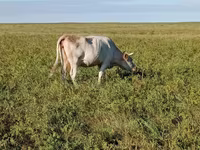 গাভী, Simmental cattle — ছবি 2