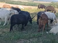 Pecora, Racka sheep — foto 1