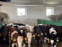 Lembu jantan, Simmental cattle — foto 3