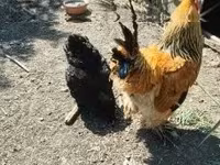 Brahma — Foto 2
