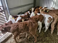 سانڈ, Simmental cattle — تصویر 2