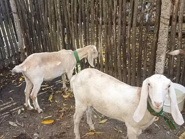 Ri’ dhaddig, Nubian Goat