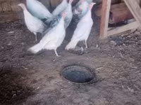 Turkeys — 1 зураг