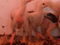 Chickens — புகைப்படம் 8