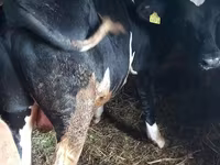 ወንድ በሬ, Holstein breed — ፎቶ 2